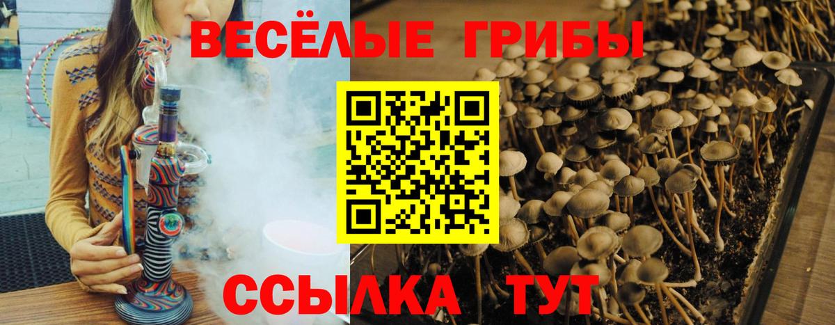 Галлюциногенные грибы Psilocybe Находка
